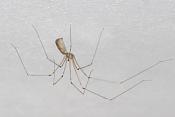 trilspin (pholcus phalangioides) 4-2012 6685